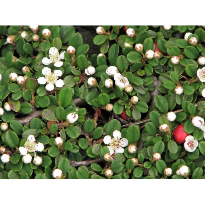 Skalník dammerov - Cotoneaster dammeri ´Frieders Evergreen´  P17 25/30