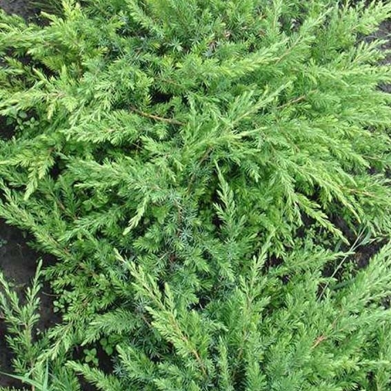 Borievka pobežná - Juniperus conferta 'Schlager'