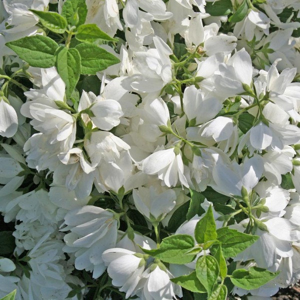 Philadelphus ´Belle Etoile´ Co1L  15-20