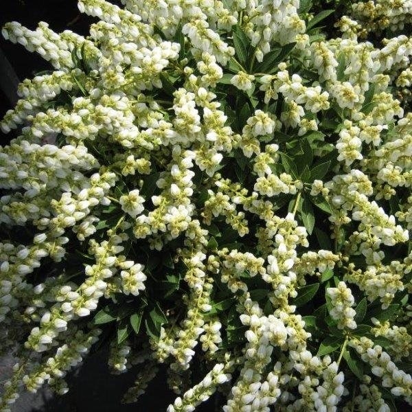 Pieris japonica ´Sarabande´  Co2,5L  20/30