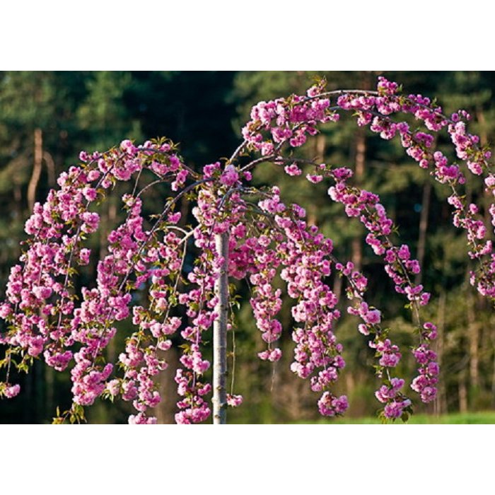 Čerešňa pilovitá - Prunus serrulata  'Kiku-shidare-sakura' Co5L KM180