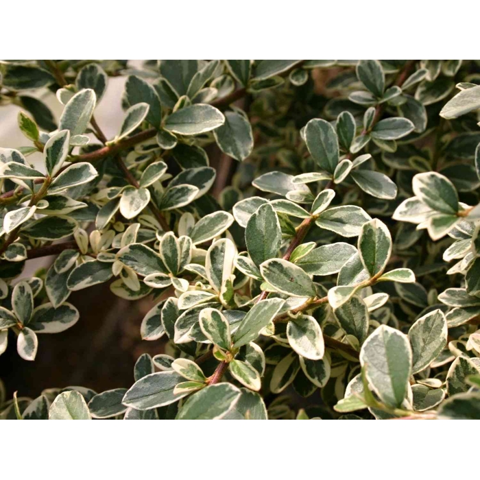 Skalník dammerov - Cotoneaster dammeri  V9 20/25