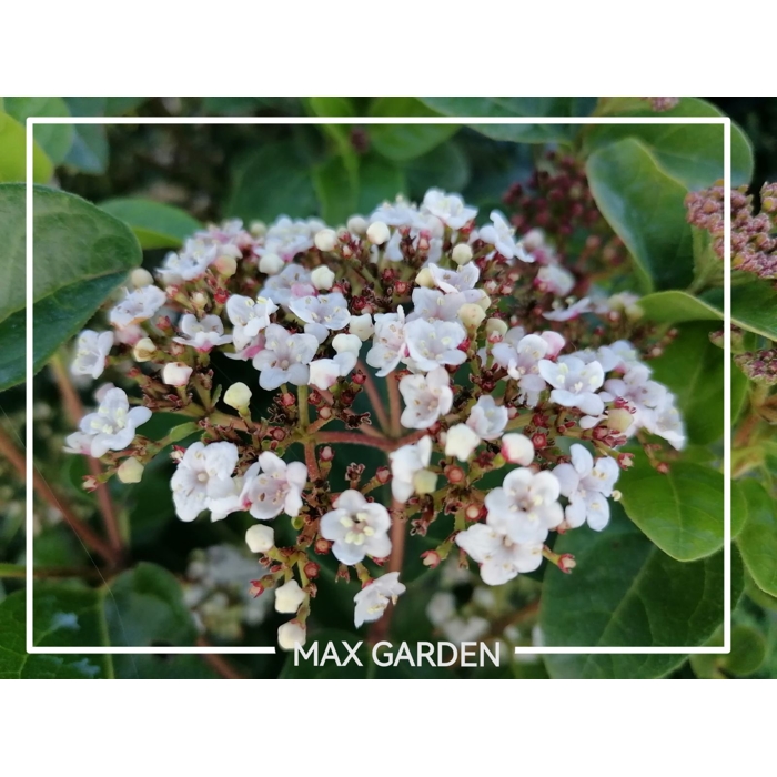 Kalina Dávidova - Viburnum davidii  Co2L 30/35