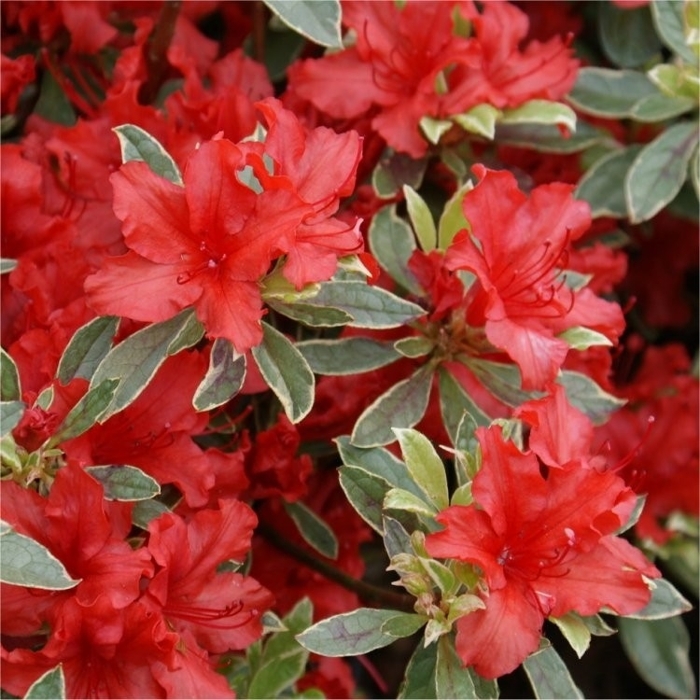 Azalka japonská - Azalea japonica  'Melina'  Co2.5L 20/30
