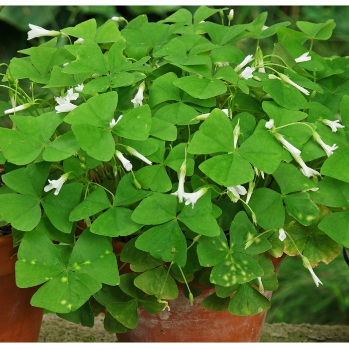 Oxalis papilionacea P12