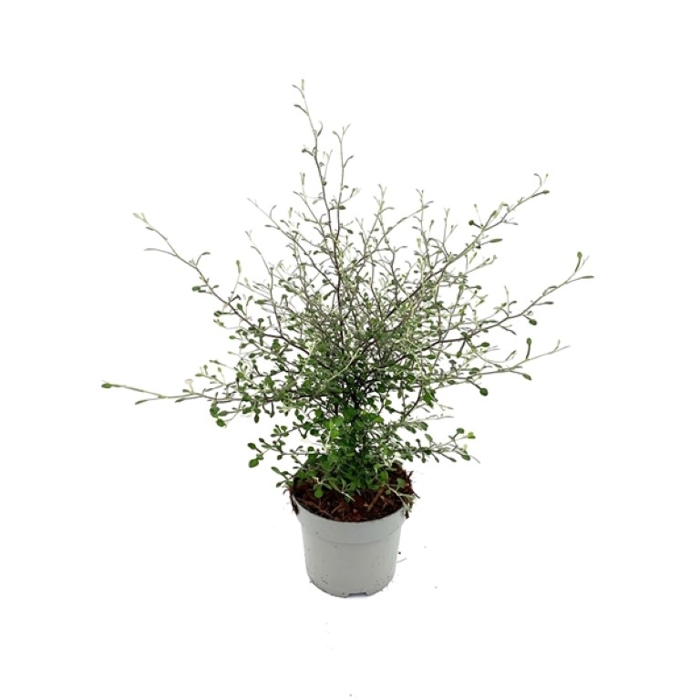 Corokia ´Maori Green´ P12