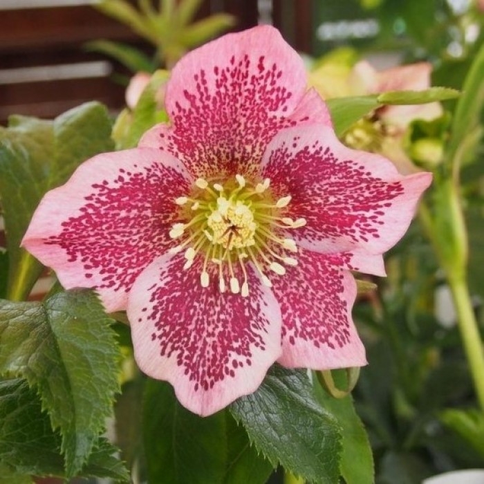 Helleborus orientalis ´White Spotted´ Co9