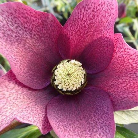 Helleborus orientalis ´White Spotted´ Co9