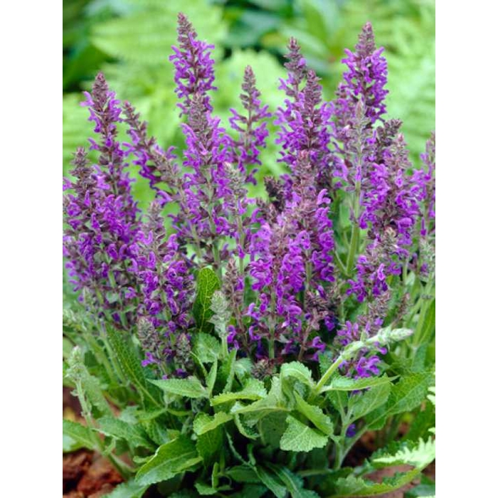 Salvia nemorosa ´Ostfriesland´ Co2L