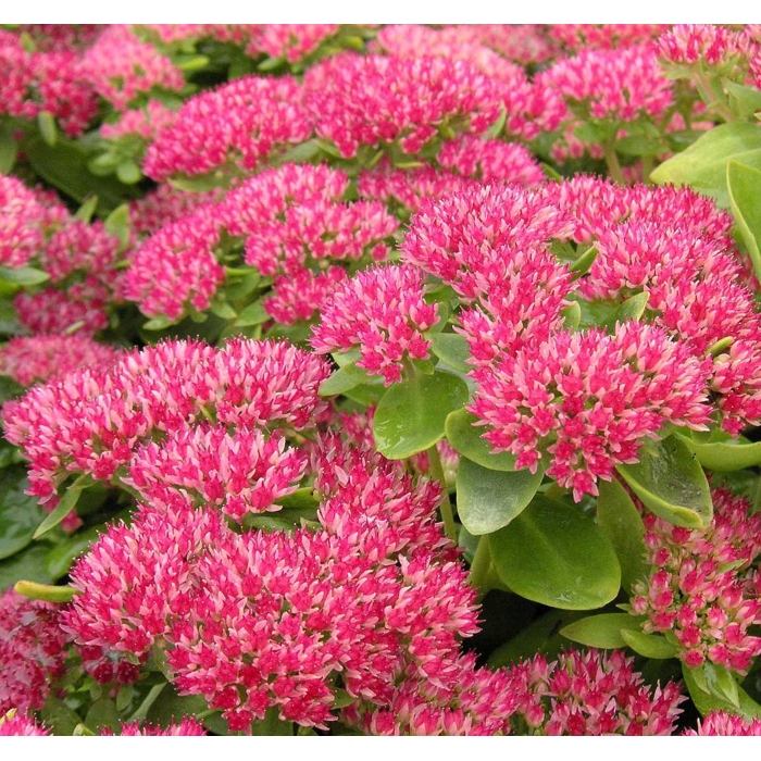Sedum telephium ´Karfunkelstein´ K9