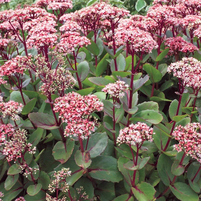 Sedum telephium ´Karfunkelstein´ K9