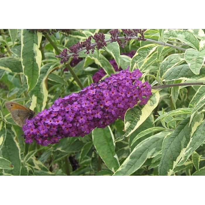 Buddleja davidii 'Empire Blue'  Co5L