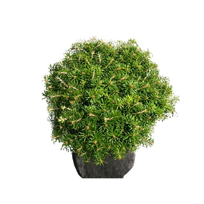 Jedľa kórejská - Abies koreana Co3L 30/40