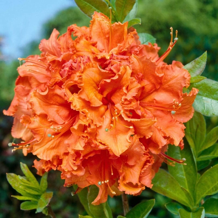 Azalka japonská - Azalea japonica  'Melina'  Co2.5L 20/30