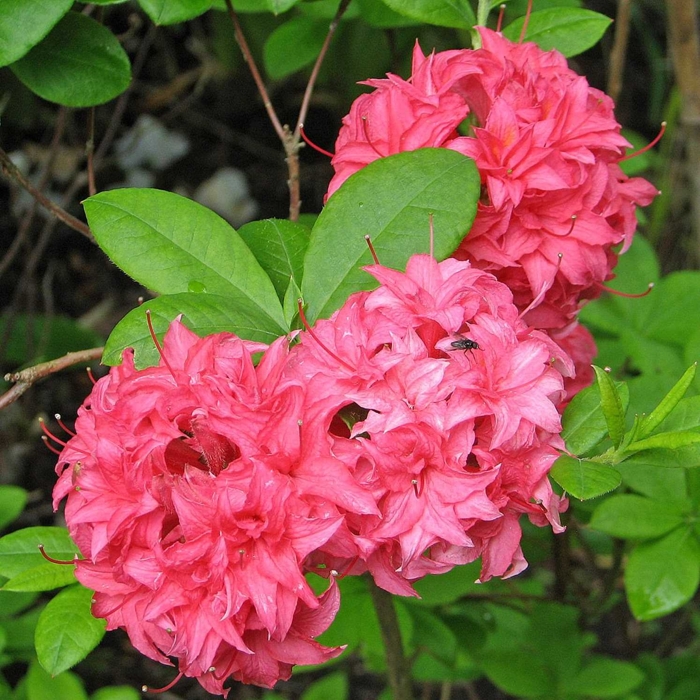 Azalka japonská - Azalea japonica  'Melina'  Co2.5L 20/30