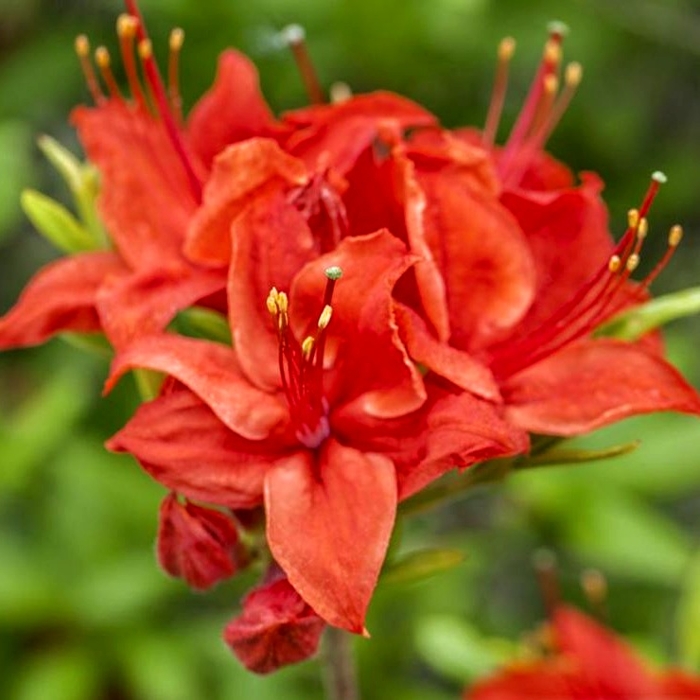 Azalka veľkokvetá - Azalea mollis ´Persil´ 30/40