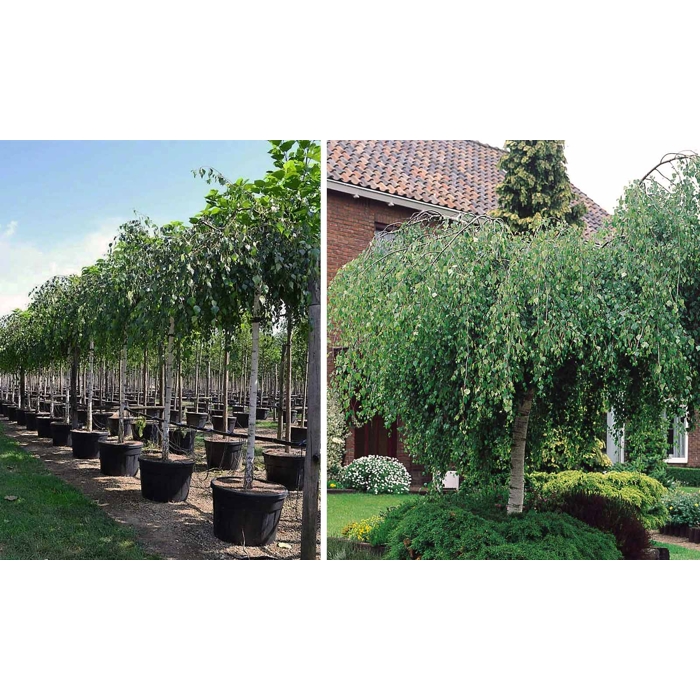 Breza previsnutá - Betula pendula ´Youngii´ Co18L 3/4 kmeň