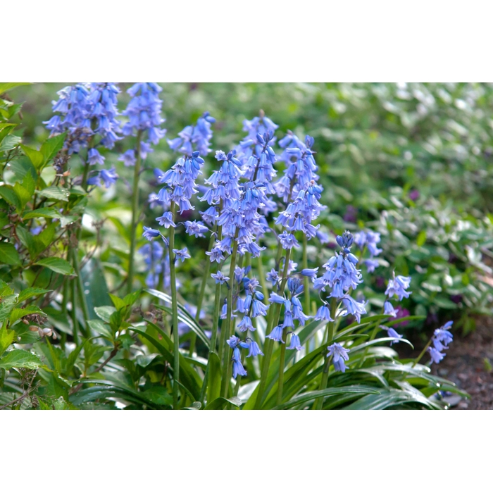 Hyacinthoides hispanica ´Bluebells´ Co2L