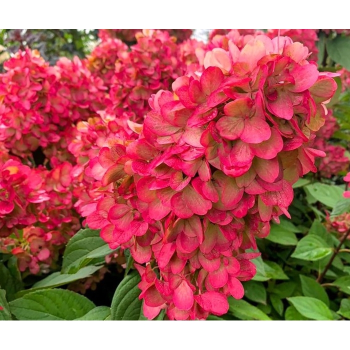 Hortenzia metlinatá - Hydrangea paniculata 'Pinky Winky'  Co2L 30/40