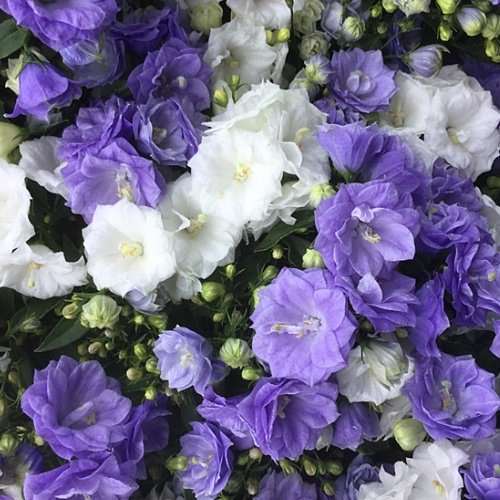 Campanula haylodgensis ´Blue Bali´ Co10,5