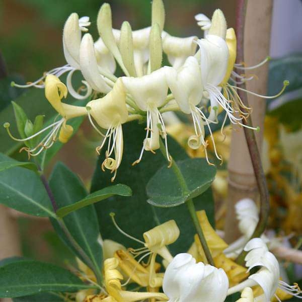 Zemolez periclymenum  -  Lonicera Periclymenum ‘Serotina’ Co2L 60/80