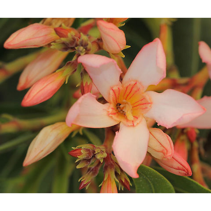 Oleander obyčajný  - Nerium oleander White Co3L 40/60