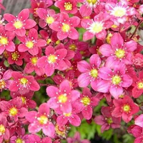 Saxifraga x arendsii 'Highlander Red'