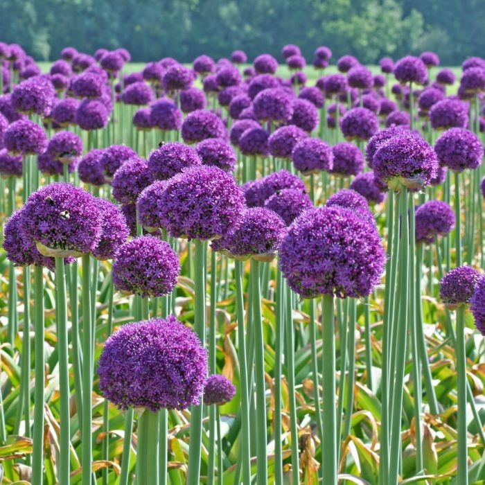 Okrasný Cesnak Obrovský  - Allium ´Ambasador´ Co5L