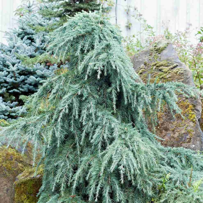 Céder himalájsky - Cedrus deodara ´Feelin Blue´ Co3L 30/35