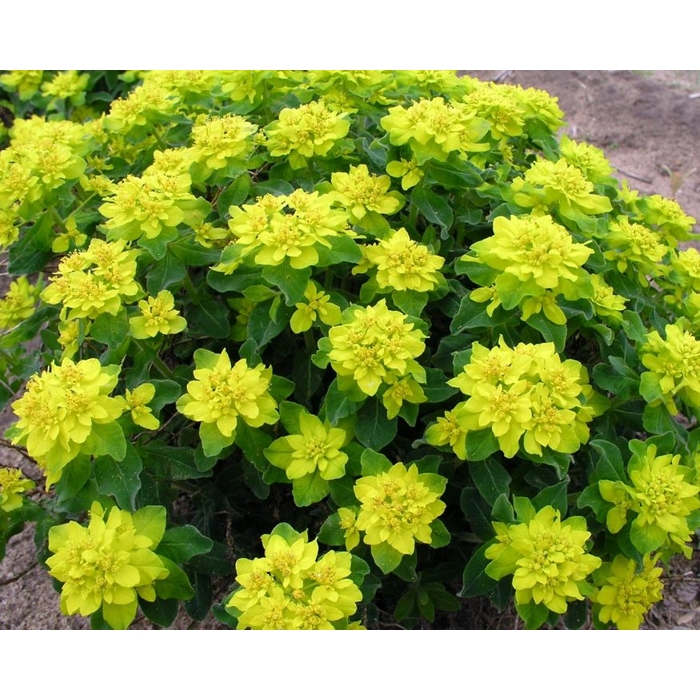 Euphorbia polychroma V9