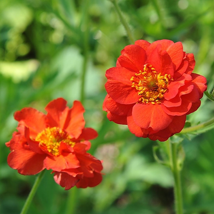 Kuklík - Geum ´Pretticoats Peach´ Co15