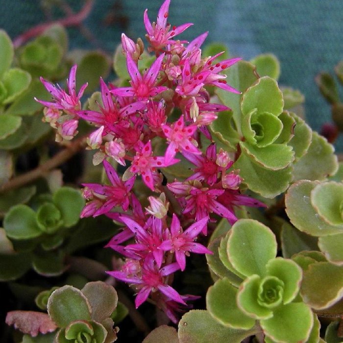 Sedum oreganum