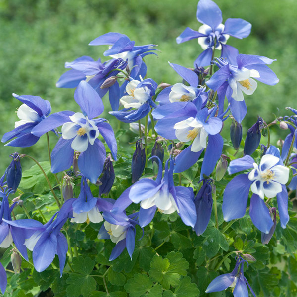 Aquilegia caerulea  'Spring Magic Navy and White' Co10,5