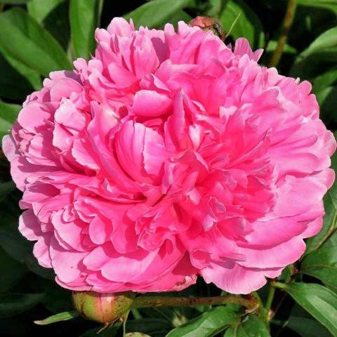 Pivonka čínska - Paeonia lactiflora 'Sarah Bernhardt'  P14