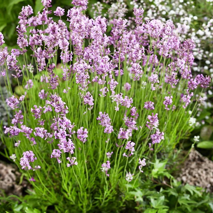 Levanduľa úzkolistá  - Lavandula angustifolia 'Rosea' P13