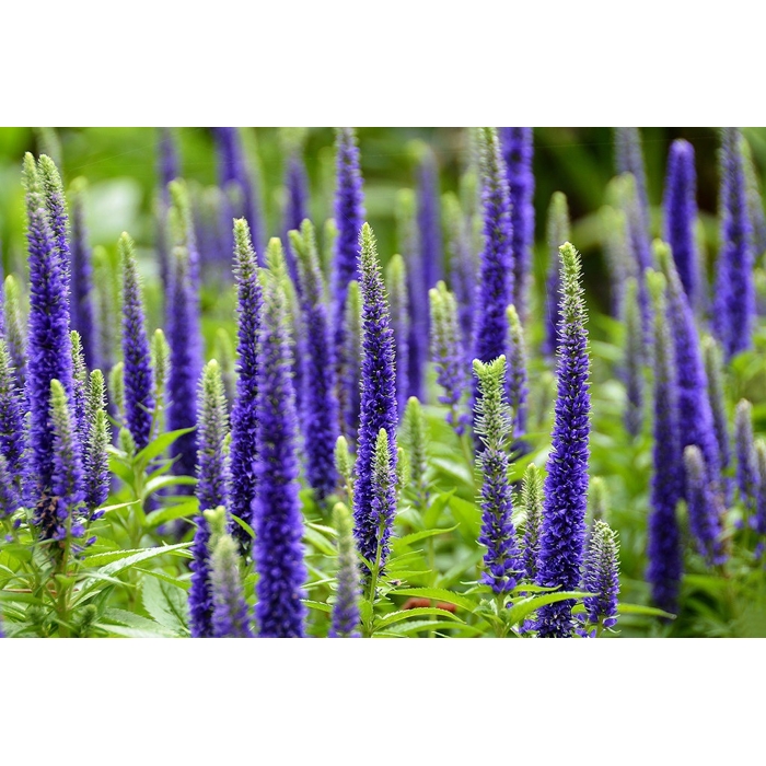 Veronica spicata 'Ulster Blue' P14