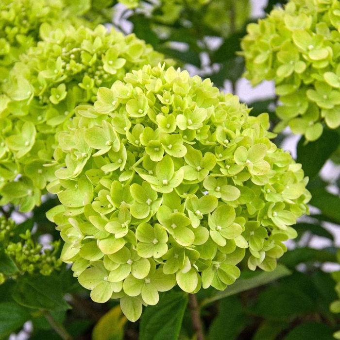 Hortenzia metlinatá - Hydrangea paniculata 'Little Lime'  Co2L 30/40