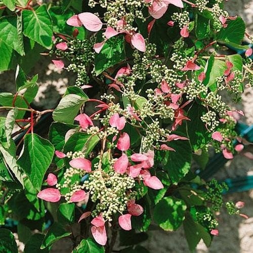 Hortenzia metlinatá - Hydrangea petiolaris 'Miranda'  Co2L 40+