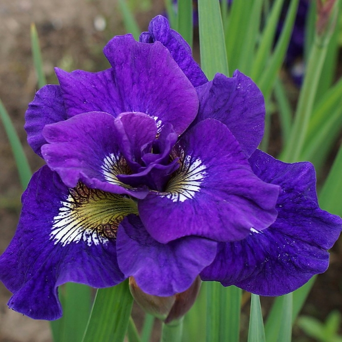 Iris sibirica - MIX farieb P11 10/15