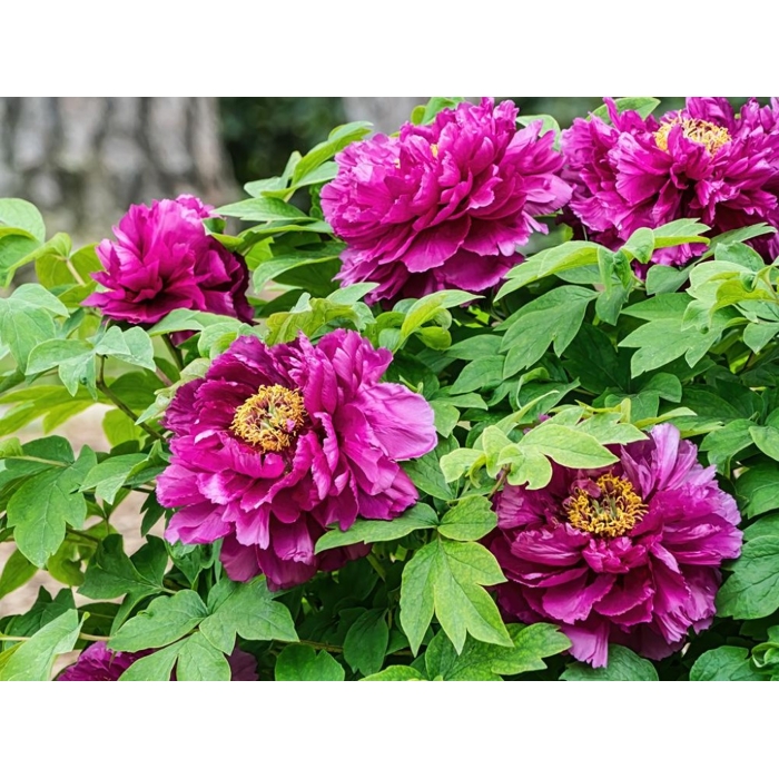 Pivonka drevitá - Paeonia Suffruticosa ´Luo Yang Hong´  P11