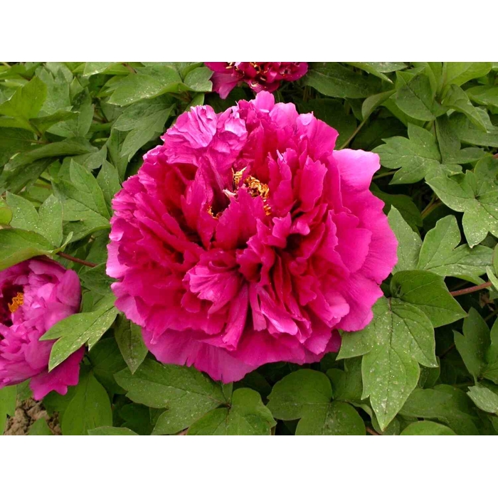 Pivonka drevitá - Paeonia suffruticosa 'Wu Long Peng Sheng'  P11