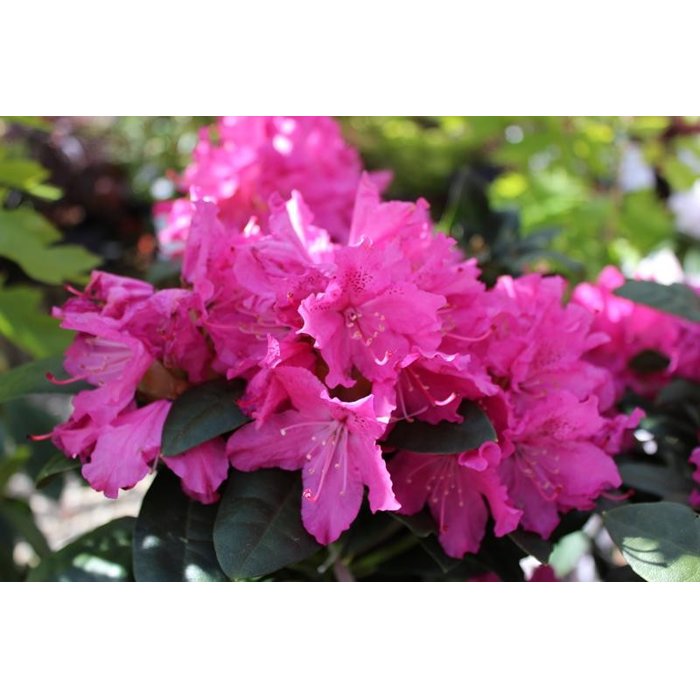 Rododendrón - Rhododendron ´Rocket´ Co7,5L 40/50