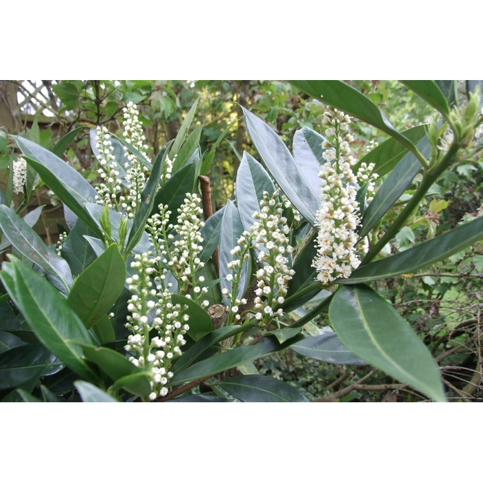 Vavrínovec lekársky - Prunus laurocerasus Otto Luyken Co2L 30/40