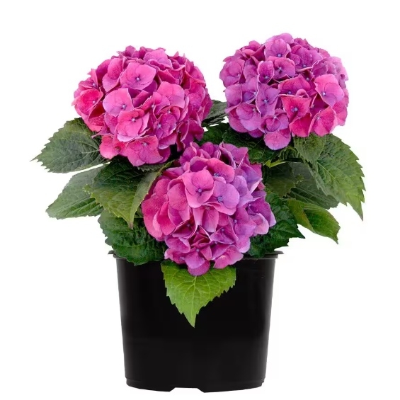 Hortenzia kalinolistá - Hydrangea macrophylla 'Early Blue'® P14