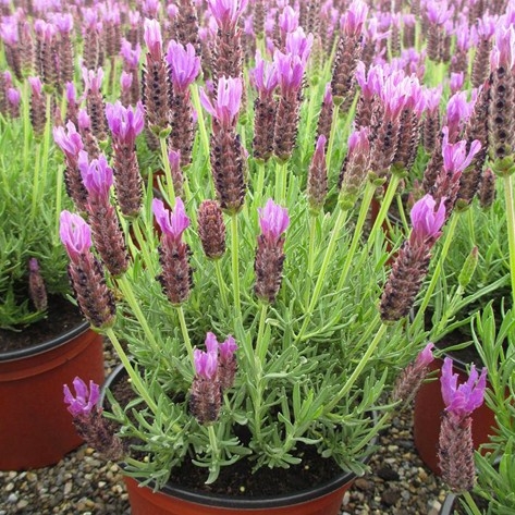 Levanduľa  - Lavandula Stoechas ´Anouk´  P17