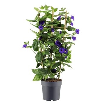 Thunbergia battiscombei P17 60/70