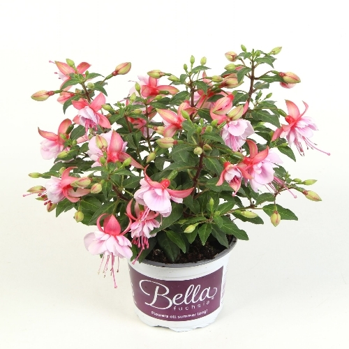 Fuchsia ´Elma´