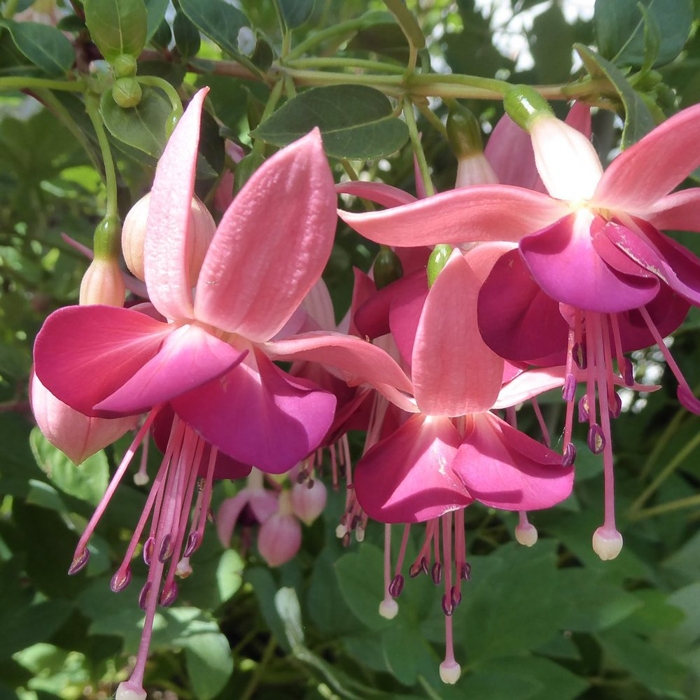 Fuchsia ´Elma´