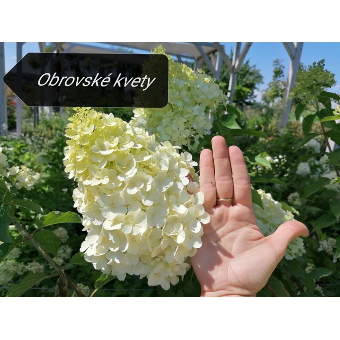 Hortenzia metlinatá - Hydrangea Paniculata ’Limelight' P23  40/50