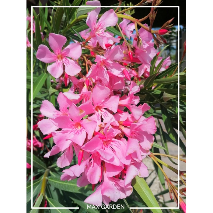 Oleander obyčajný  - Nerium oleander Pink Co25L 120/130